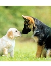 szkolenia psów, zwierzęta